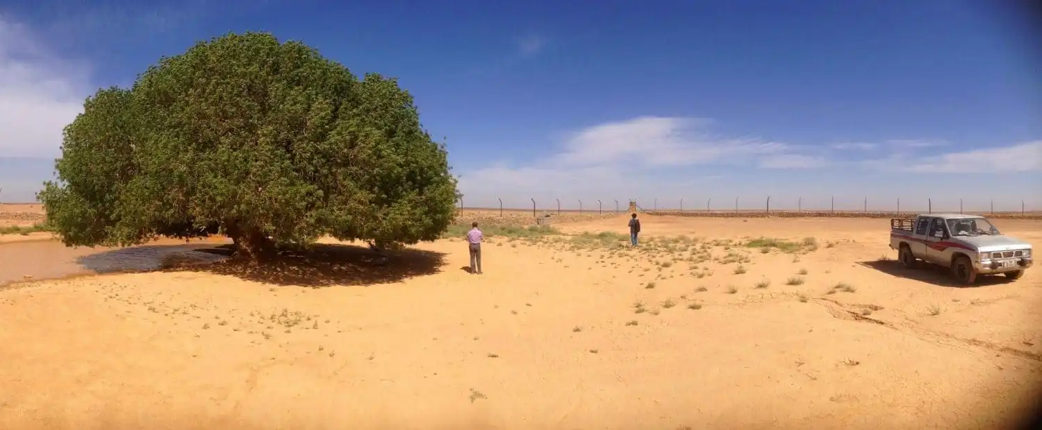 Islamic Jordan tour - The blessed Tree
